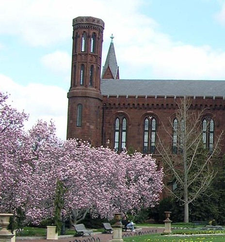 Cherry blossoms at the Old Smithsonian