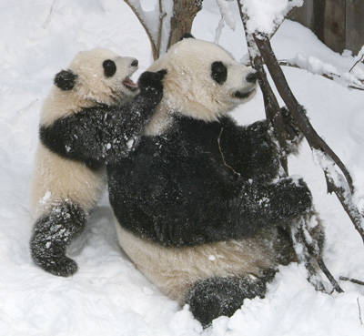 Pandas in the snow Feb. 2006